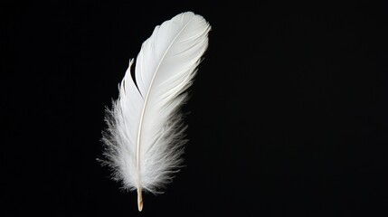 Obraz premium white feather on black background