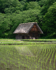 Obraz premium Pequeña casa tradicional de Japón, en Shirakawago. Cerca de un cultivo de arroz y rodeada de bosque