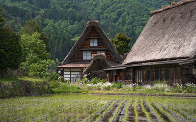 Fototapeta premium Casas tradicionales de Japón del pueblo Shirakawago. Casa tradicional de paja y madera rodeada de bosque flores y campos de arroz