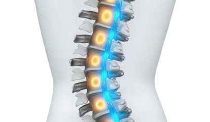 Spinal Cord Anatomy with Neural Pathways PNG