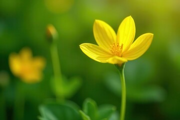 Fototapeta premium A Vibrant Yellow Wildflower in Soft Focus, Basking in Sunlight Amidst Lush Greenery