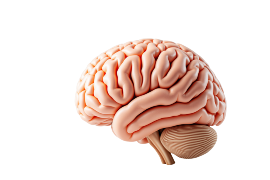 Human brain anatomical model isolated with realistic texture and soft lighting on white background, concept of science, medicine, and cognition. Ai generative