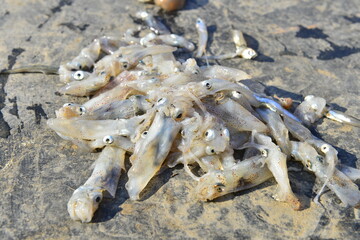 Shellfish fish octopus Marine animals