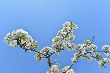 Pear flower in full bloom in spring