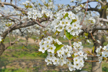 Pear flower in full bloom in spring