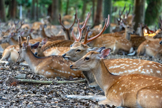 Wild deers resting  in Nara Park, Japan