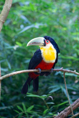 Obraz premium Colorful tucan