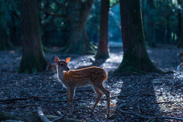 A fawn backlit by the morning sun in Nara Park, Japan