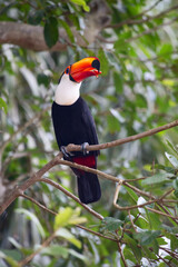 Colorful tucan