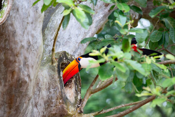 Colorful tucan