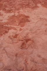 Tracks of wildlife on sandy terrain during daylight
