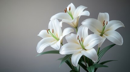 Fototapeta premium Branch of White Lilies Symbolizing Sympathy and Remembrance
