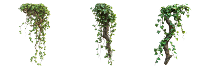 Messy jungle vines liana plant isolated on transparent background. PNG , se of