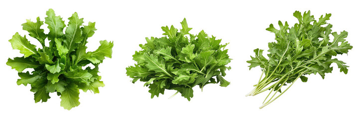 Mizuna isolated on transparent background. PNG , se of