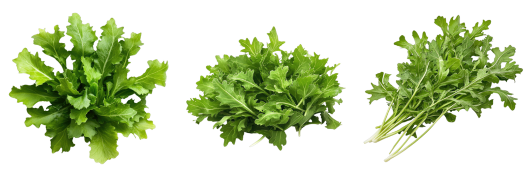 Mizuna isolated on transparent background. PNG , se of