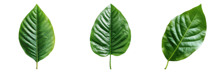 Natural beautiful tropical green leaves isolated on transparent background. PNG , se of