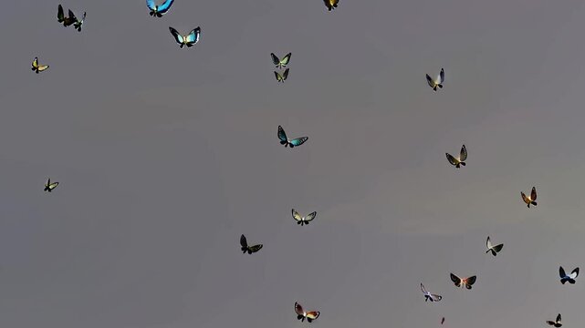 Colorful Animated Butterflies Gently Flying Against Plain Grey Background [with copy space]