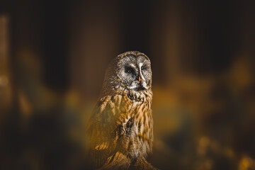 Der Bartkauz ist eine Vogelart aus der Gattung Strix innerhalb der Familie der Eigentlichen Eulen. 