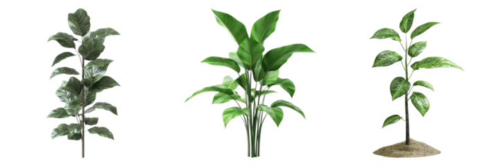 Plant with support isolated on transparent background. PNG , se of