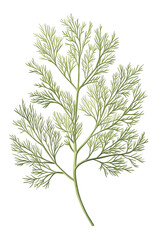 Obraz premium A Detailed Botanical Study of a Delicate Green Herb Leaf Isolated on a Black Background, Showcasing Its Intricate Structure and Natural Beauty