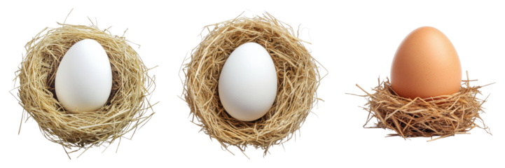 Pristine eggs nestled in a nest isolated on transparent background. PNG , se of