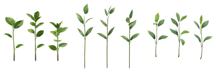 Sprouting plant isolated on transparent background. PNG , se of
