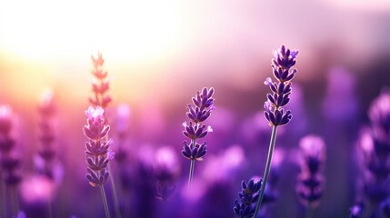 Lavender field in purple light