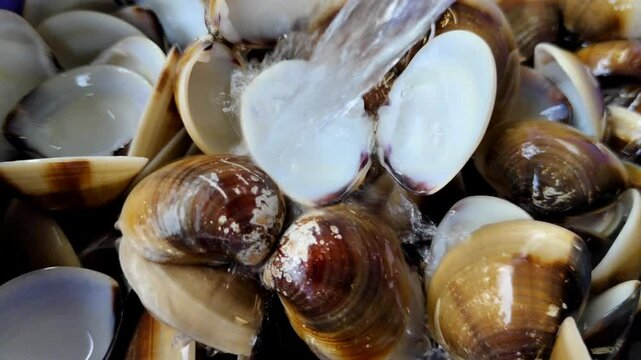 Detailed scenes of fresh, wet clamshells being rinsed with a stream of water, highlighting their shiny shells and textures, are usually relevant in a culinary or marine context.