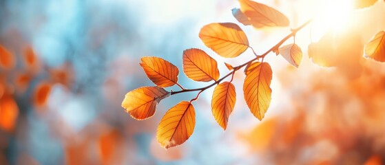 Autumn leaves in sunlight