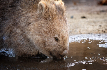 close up of a wombat
