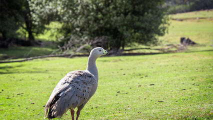 goose