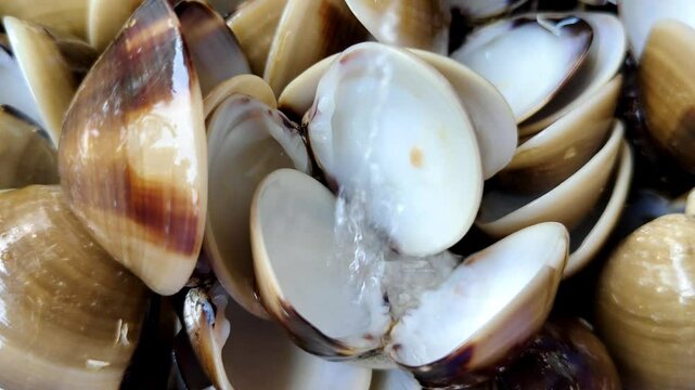 Detailed scenes of fresh, wet clamshells being rinsed with a stream of water, highlighting their shiny shells and textures, are usually relevant in a culinary or marine context.