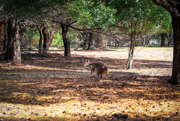 turkey in the forest