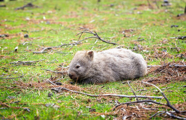 wombats