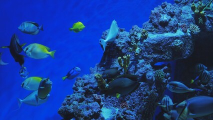 Tropical fish swimming near coral reef in blue ocean water aquarium