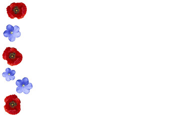 Barra o fondo de flores silvestres