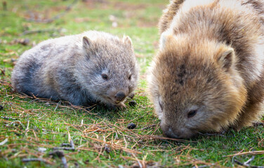 wombats