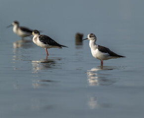 Black-winged Stilts Wading in Shallow Water, Reflecting on Still Surface
