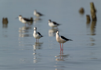 Black-winged Stilts Wading in Shallow Water, Reflecting on Still Surface