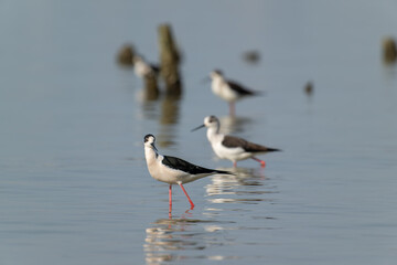 Black-winged Stilts Wading in Shallow Water, Reflecting on Still Surface