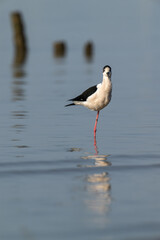 Solitary Black-Headed Stilt Standing in Tranquil Waters