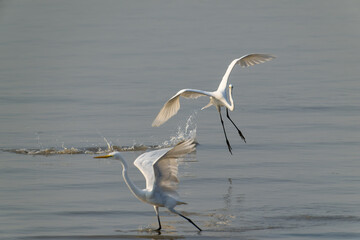 Snowy Egrets Gracefully Dancing and Splashing on Wet Shore