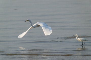 Snowy Egrets Gracefully Dancing and Splashing on Wet Shore