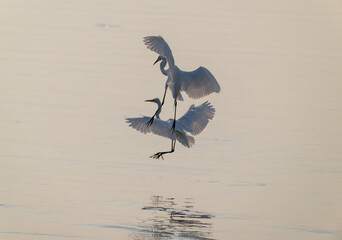 Snowy Egrets Gracefully Dancing and Splashing on Wet Shore