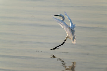 Graceful Snowy Egret Landing on Calm, Reflective Waters