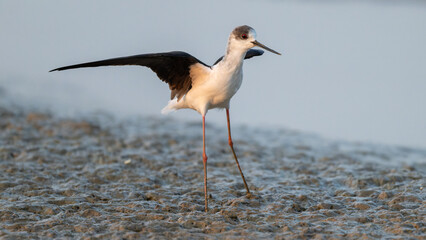 Black-Winged Stilt Wading in Calm, Reflective Waters