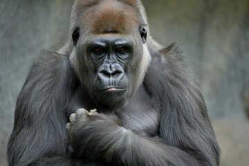 Naklejka premium A gorilla sitting on top of a rock next to a wall