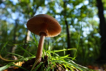 Fototapeta premium A small brown mushroom sitting in the grass in the woods