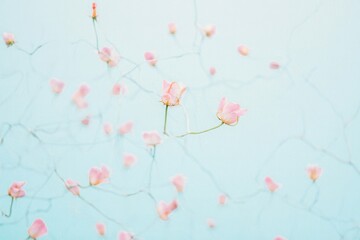 A bunch of pink flowers on a blue background