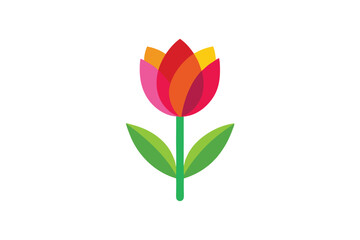 tulips on white background